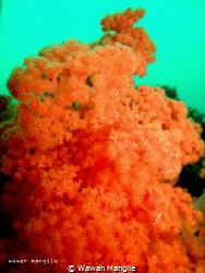 taken with Coolpix P7100 without strobe and macro lensa by Wawan Mangile 